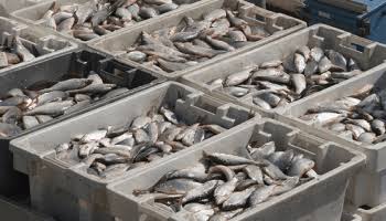 It Is An Offence To Import Live Fish Into Nigeria Without License