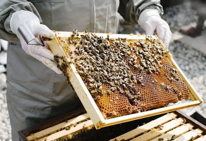 Why You Cannot Import Bees And Bee-Keeping Equipments Into Nigeria.